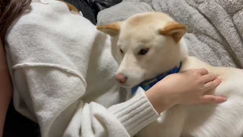 甘える犬