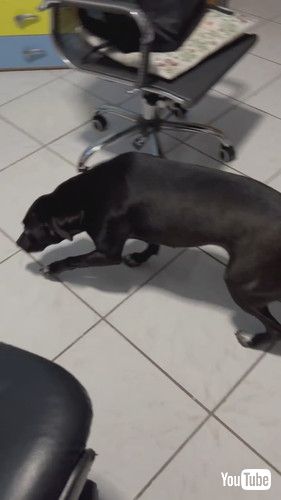 「Guilty Doggo Hides in Shame || ViralHog」