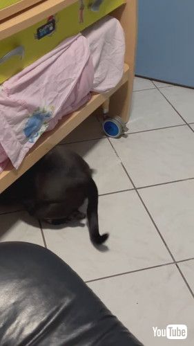 「Guilty Doggo Hides in Shame || ViralHog」