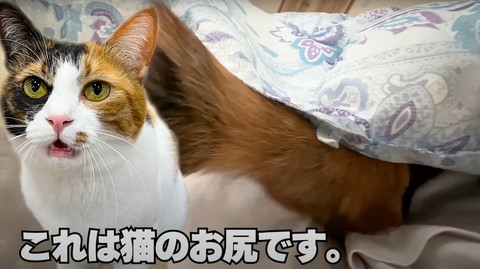 これは猫のお尻です