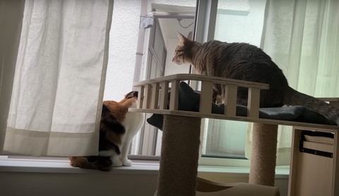 窓見る猫2匹