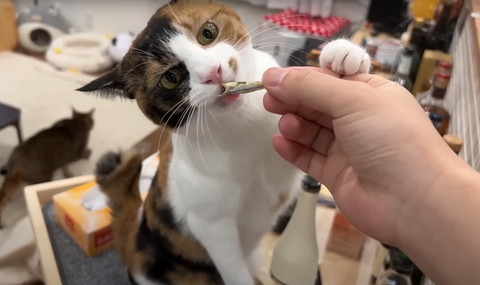 立ち上がって煮干し食べる猫