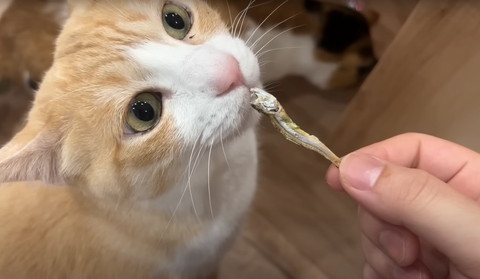 煮干しの匂い嗅ぐ猫