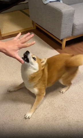 パーの手のひらを見上げるワンコ