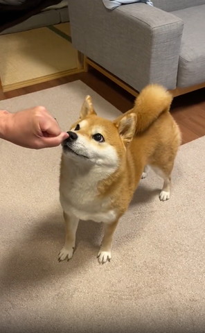 グーの手を見つめるワンコ