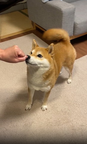 グーの手を見つめるワンコしっぽフリフリ