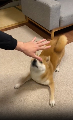 パーの手を下から見るワンコ