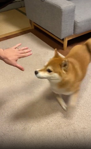 手のひらの横をダッシュするワンコ