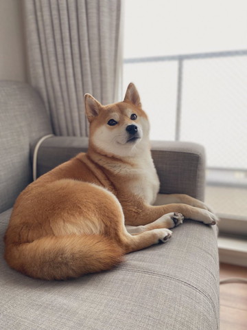 ソファでくつろぐワンコ