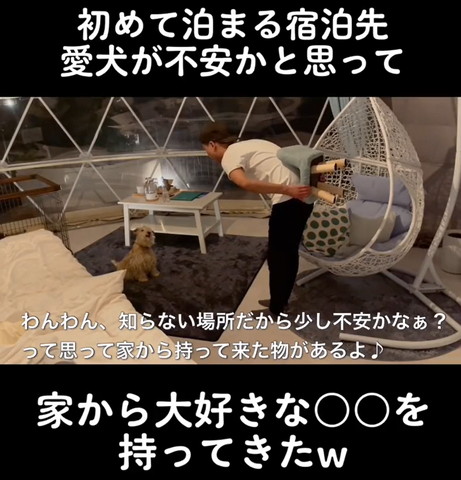 わんわん知らない場所だから少し不安テロップ