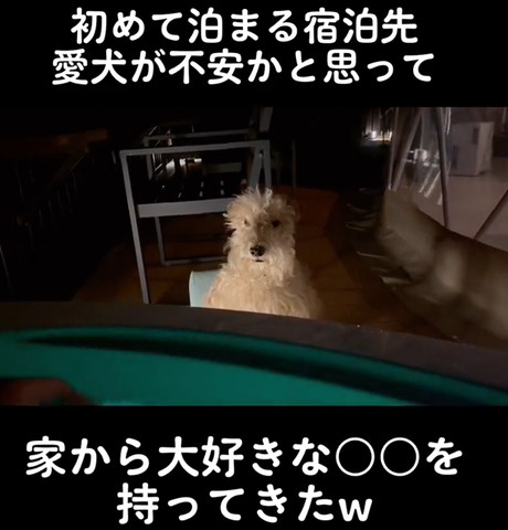 外で椅子に座るワンコ正面