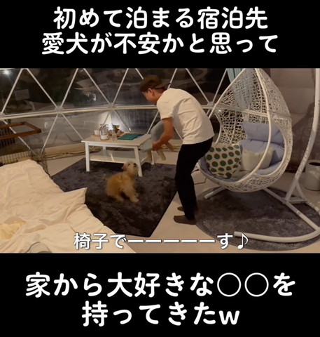 椅子に駆け寄るワンコ