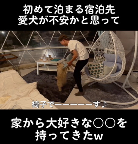 椅子の前で立ち上がるワンコ