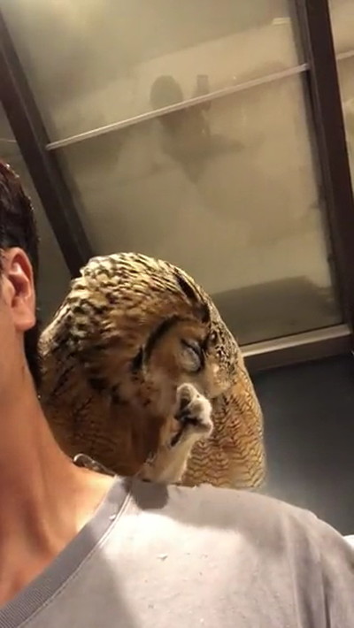 肩に乗るフクロウ