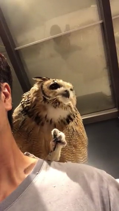 肩に乗るフクロウ