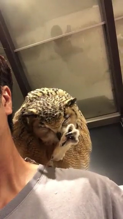 肩に乗るフクロウ