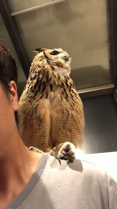 肩に乗るフクロウ