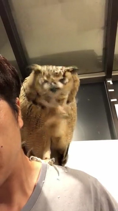 肩に乗るフクロウ