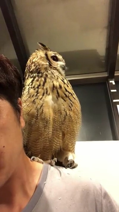 肩に乗るフクロウ