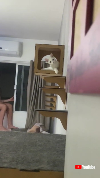 「Mischievous Kitty Is Very Stealthy || ViralHog」