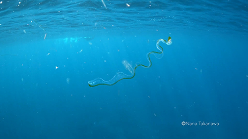 動画冒頭オビクラゲ