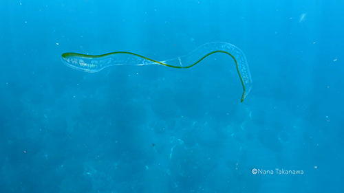 浮かんでいくオビクラゲ