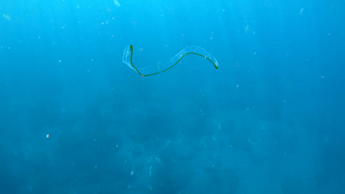 さらに浮かんでいくオビクラゲ