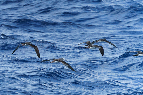 オオミズナギドリ