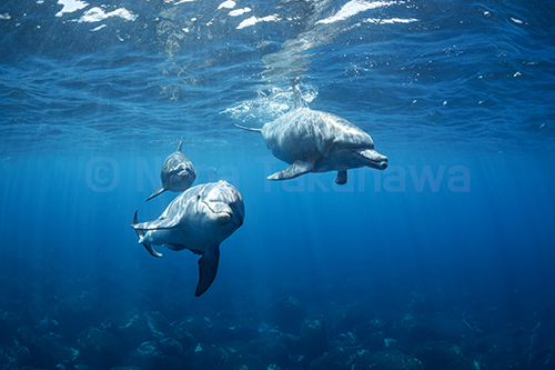 御蔵島のイルカ