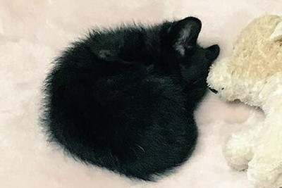 こねろくくんの子猫時代