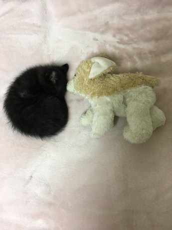 こねろくくんの子猫時代