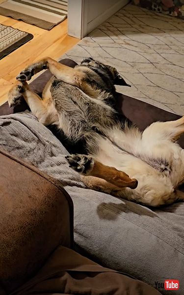 くつろぎすぎなジャーマンシェパード