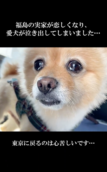 別れが寂しくて泣くワンコ