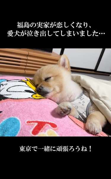 別れが寂しくて泣くワンコ