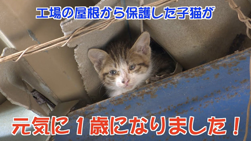 保護した猫ちゃん