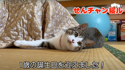 保護した子猫の1年の記録