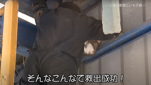 保護した子猫の1年の記録