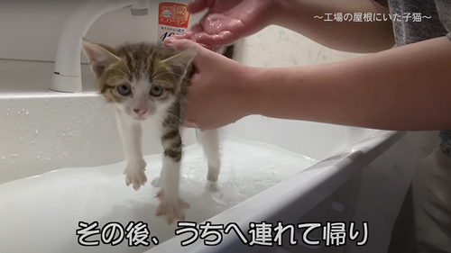 保護した子猫の1年の記録