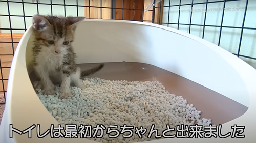 保護した子猫の1年の記録