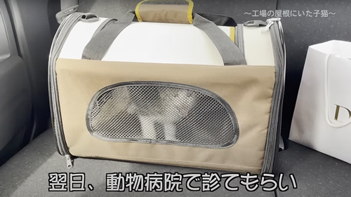 保護した子猫の1年の記録