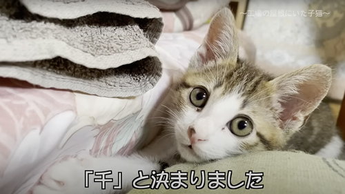 保護した子猫の1年の記録
