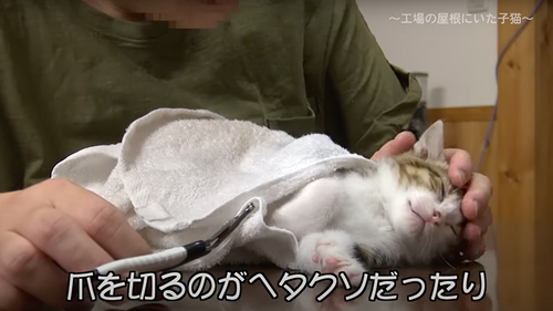 保護した子猫の1年の記録