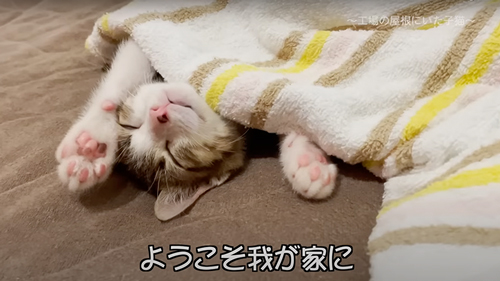 保護した子猫の1年の記録