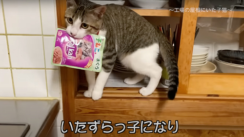 保護した子猫の1年の記録