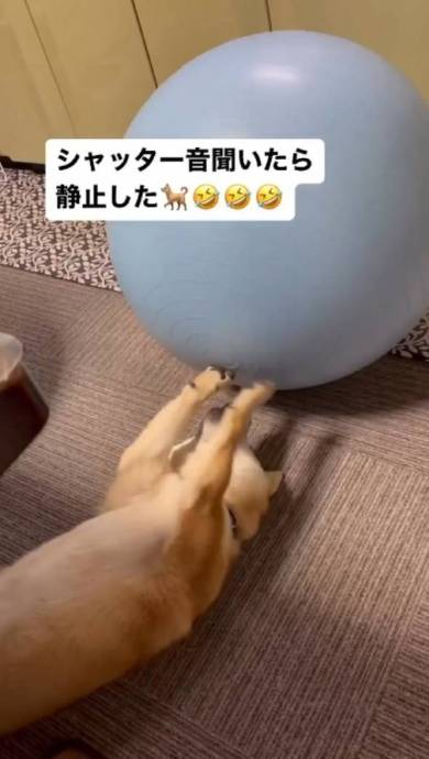 モデル魂のある柴犬