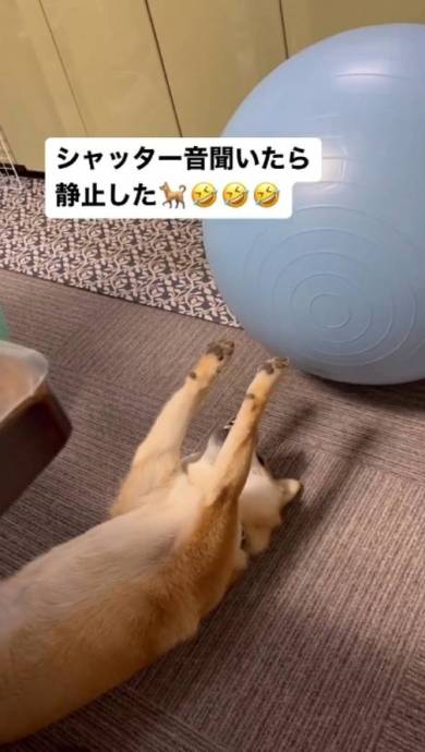 モデル魂のある柴犬