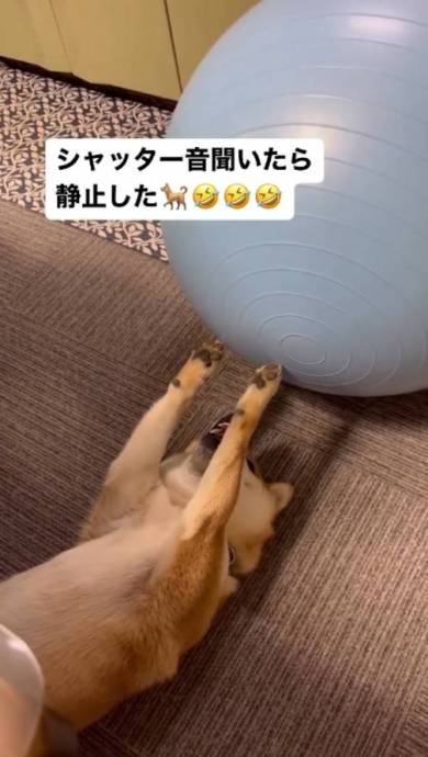 モデル魂のある柴犬