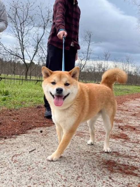 モデル魂のある柴犬