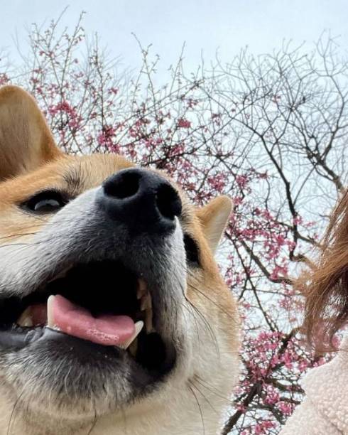 モデル魂のある柴犬