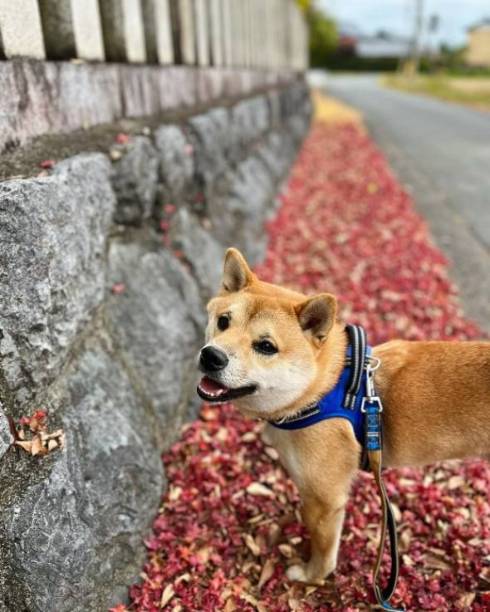 モデル魂のある柴犬